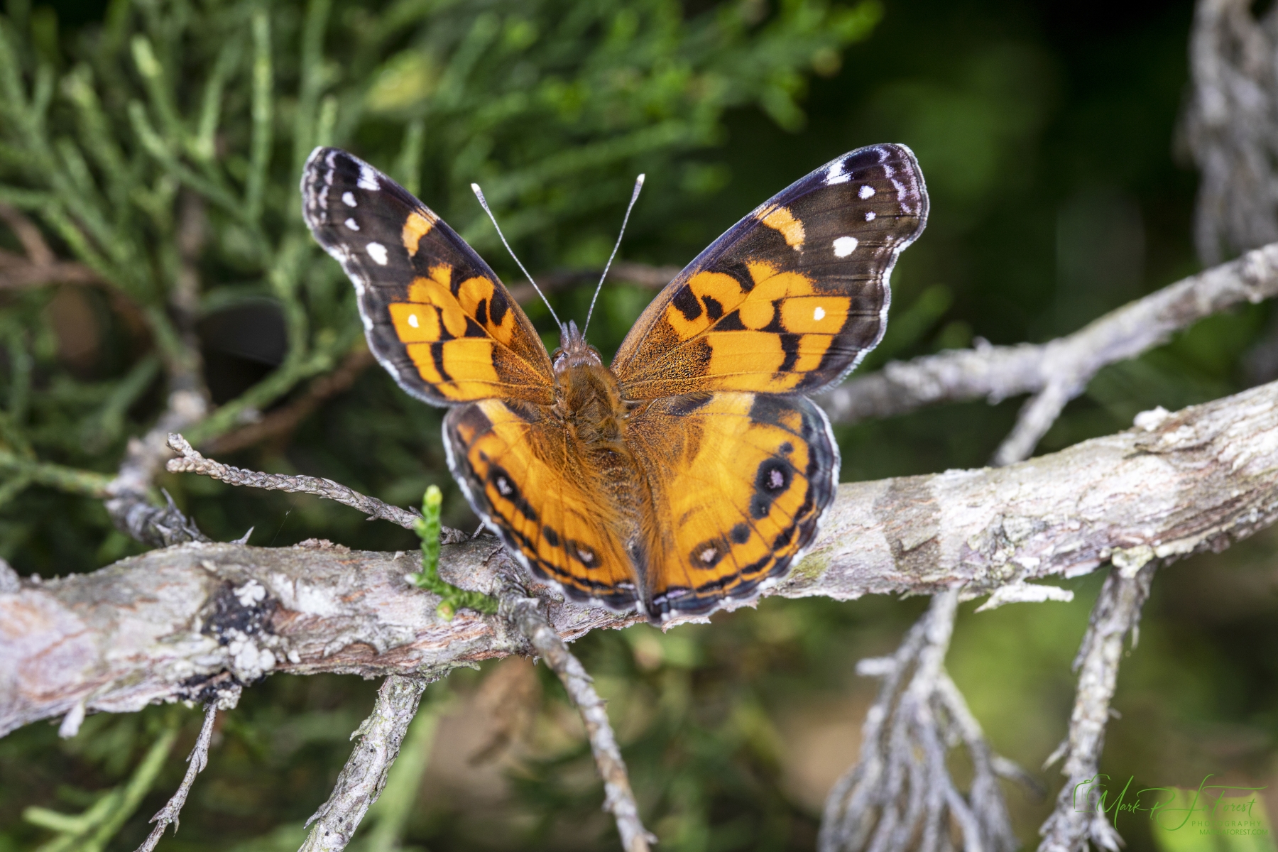 American Lady Butterfly, Austin, Texas